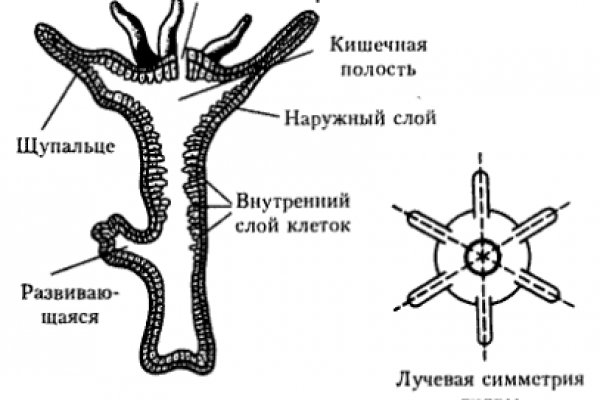 Как восстановить кракен